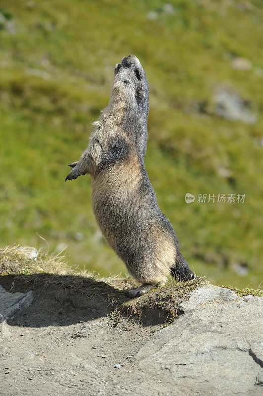 高山旱獭 (Marmota marmota)